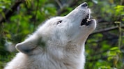 In Brandenburg (Deutschland) ist ein Mädchen von mindestens einem Polarwolf attackiert und ...