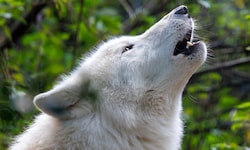 In Brandenburg (Deutschland) ist ein Mädchen von mindestens einem Polarwolf attackiert und ...