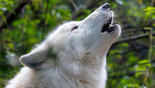 In Brandenburg (Deutschland) ist ein Mädchen von mindestens einem Polarwolf attackiert und ...