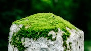 Kein Futter, kein Gassigehen – dieses ungewöhnliche Haustier braucht vor allem Wasser.