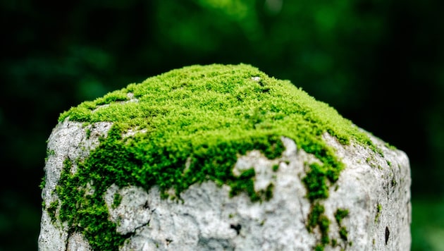 Kein Futter, kein Gassigehen – dieses ungewöhnliche Haustier braucht vor allem Wasser.