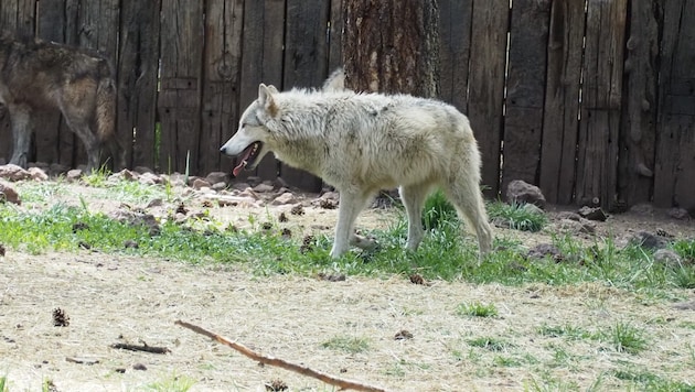 In dem Tierpark sind Polar- und Grauwölfe untergebracht. (Symbolbild)