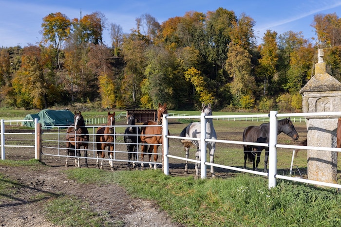 Neben den Stallungen gibt es auch einen neuen Auslauf für die Tiere.