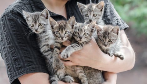 So viele Katzen wie heuer waren es noch nie. 
