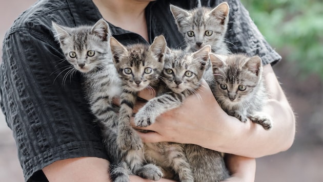 So viele Katzen wie heuer waren es noch nie.
