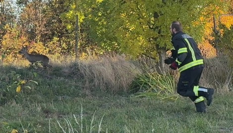 Konditionstraining der besonderen Art – die Feuerwehrleute verfolgten das Reh über das unwegsame ...