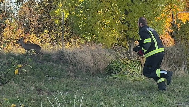 Konditionstraining der besonderen Art – die Feuerwehrleute verfolgten das Reh über das unwegsame ...
