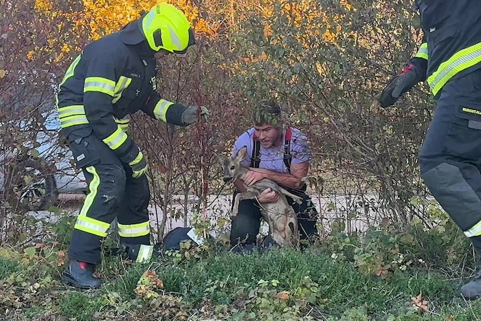 Zu guter Letzt konnten die Florianis das Reh einfangen und wieder in die Freiheit bringen.