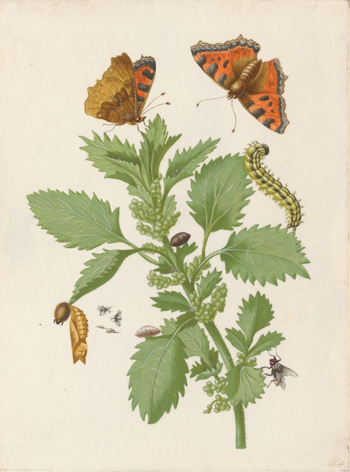 Maria Sibylla Merian: Brennnessel mit Metamorphose des Kleinen Fuchs und zweier Fliegenarten, ...