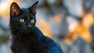 Eine schwarze Katze fiel in Admont Tierquälern zum Opfer (Symbolbild).