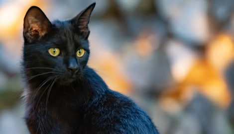 Eine schwarze Katze fiel in Admont Tierquälern zum Opfer (Symbolbild).