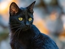 Eine schwarze Katze wurde an ein Kreuz geschraubt (Symbolbild). 