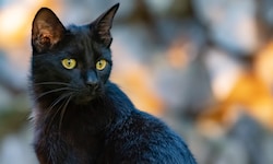 Eine schwarze Katze wurde an ein Kreuz geschraubt (Symbolbild). 