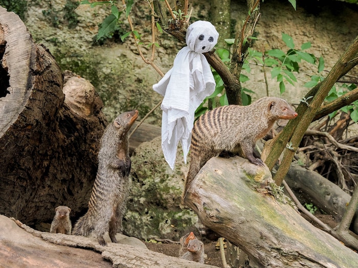 Im Zoo geht’s süß zu, wie bei diesen Mangusten.