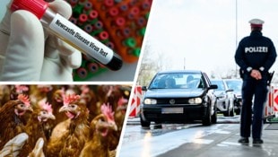 Bei Verdacht auf die Newcastle-Krankheit sollen Untersuchungen eine Infektion nachweisen. Ein ...