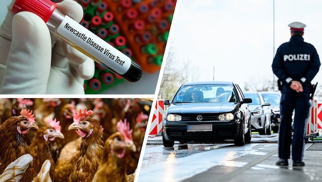 Bei Verdacht auf die Newcastle-Krankheit sollen Untersuchungen eine Infektion nachweisen. Ein ...