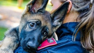 Zwischen den Einheiten bleibt für „Balin“ noch genug Zeit zum Kuscheln – ganz viele ...