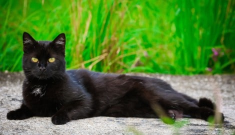 Eine schwarze Katze wie diese (Symbolbild) wurde gequält, getötet und ans Kreuz geschlagen.