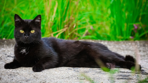 Eine schwarze Katze wie diese (Symbolbild) wurde gequält, getötet und ans Kreuz geschlagen.