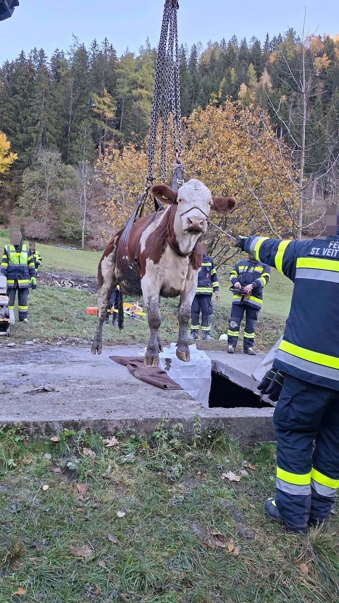 Die Kuh nahm die Rettung gelassen.
