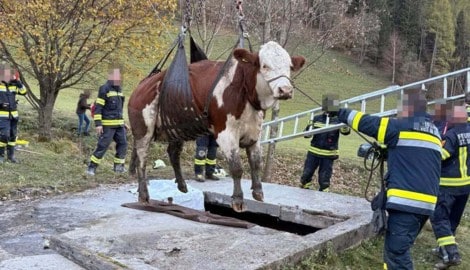 Mittels Kran wurde die Kuh gerettet.