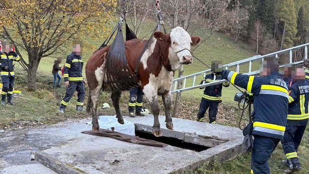 Mittels Kran wurde die Kuh gerettet.