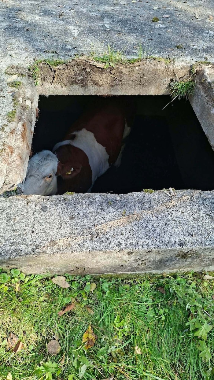 Die Kuh im Wasserbehälter.