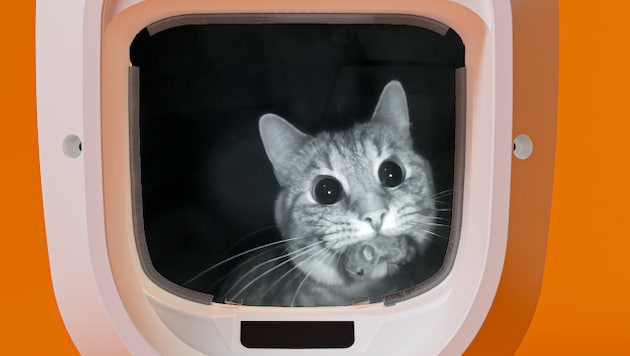 Ein Schweizer Start-up hat eine Katzenklappe mit Gesichtserkennung auf den Markt gebracht.