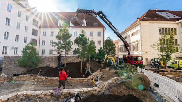 Der neue Burgwald entsteht im baulich geöffneten Hof zwischen Schauspielhaus und Grazer Burg.