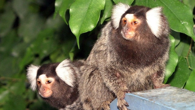 Aus einem Tierpark in Frankreich sind 13 Affen gestohlen worden. Elf hat die Polizei inzwischen ...