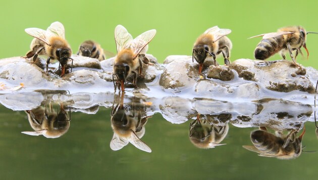 An heißen Tagen werden auch Bienen durstig. Doch wieviel Chemie ist im Wasser? (Bild: Marius Holzapfel)