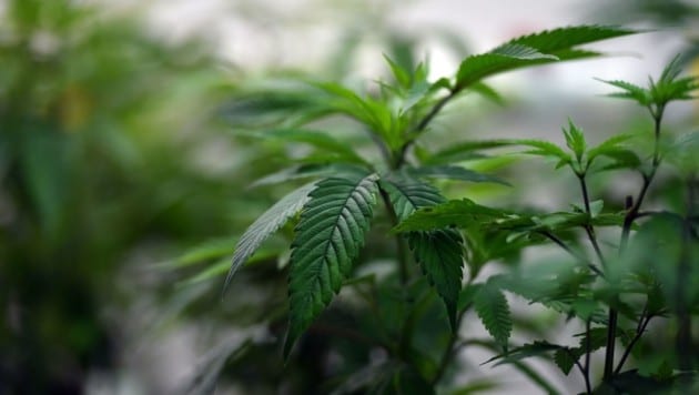 Die Beamten stellten 48 Cannabis-Pflanzen sicher. (Bild: AFP)