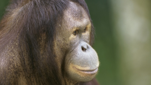 Orang-Utan (Bild: thinkstockphotos.de)