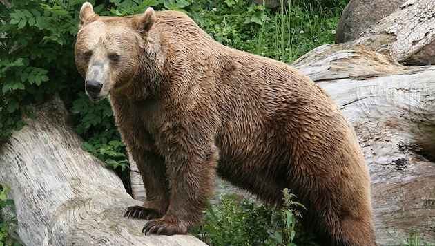 Ein Braunbär (Symbolbild) (Bild: APA/Alpenzoo)