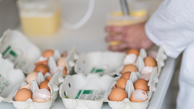 Eier in Deutschland werden auf eine mögliche Fipronil-Kontamination untersucht. (Bild: APA/dpa/Guido Kirchner)