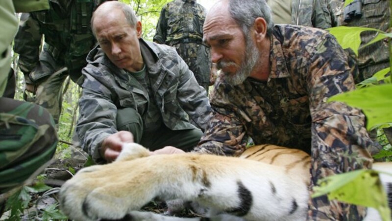 Hier bringt Putin selbstbewusst einen GPS-Sender an einem Tiger an. (Bild: AFP)