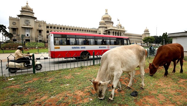 Kühe grasen direkt in der Stadt - nicht ungewöhnlich in Indien. (Bild: EPA, Jagadeesh NV)