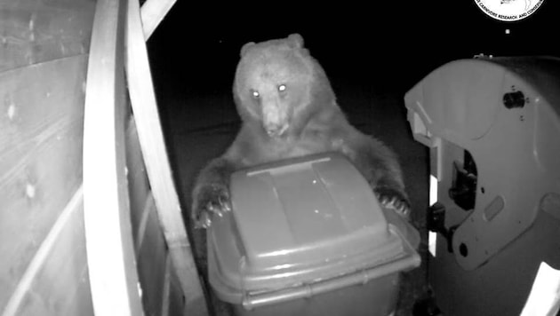 Dieses Bild zeigt den toten Braunbären, wie er bei den Weißenfelser Seen Mülltonnen plünderte. (Bild: Archivio Progetto Lince Italia)