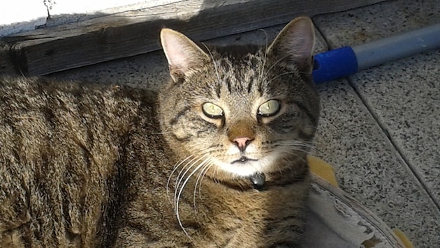 Die Hauskatze "Stupsi" wurde in Münzbach das Opfer eines feigen Heckenschützen. (Bild: zVg)