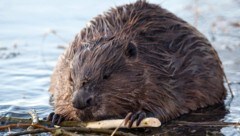 Der „Baumeister der Natur“ hat sich im Allgäu verwirklicht. (Bild: dpa-Zentralbild/Patrick Pleul (Symbolbild))