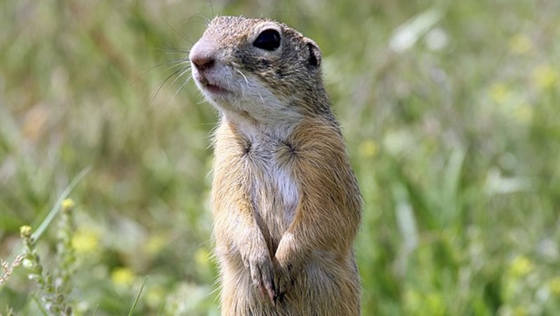 Ein Ziesel (Bild: APA/DPA/Hinrich Bäsemann)