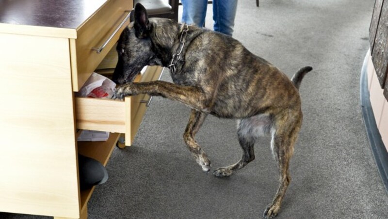 Ein Spürhund im Einsatz (Symbolbild) (Bild: APA/HERBERT NEUBAUER)