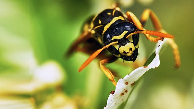 Wespen sind oft lästig, mit einigen Tricks kann man sie in zaum halten. (Bild: thinkstockphotos.de)
