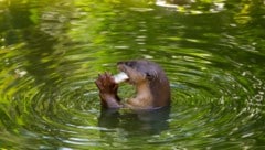 Am Fischotter scheiden sich die Geister. Für Teichbesitzer ist er zum Problem geworden, für Tierschützer erfüllt er wichtige ökologische Aufgaben. (Bild: thinkstockphotos.de)