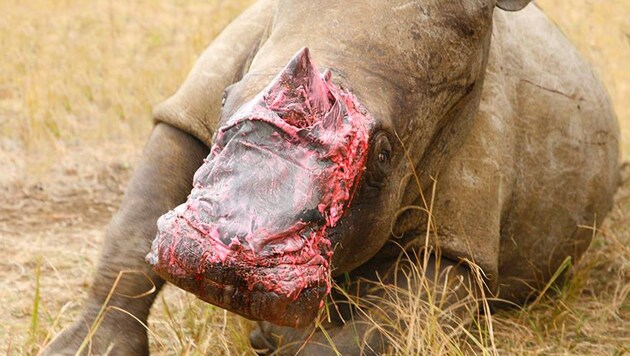 Das verletzte Nashorn erhielt die Haut eines Elefanten. (Bild: AP)