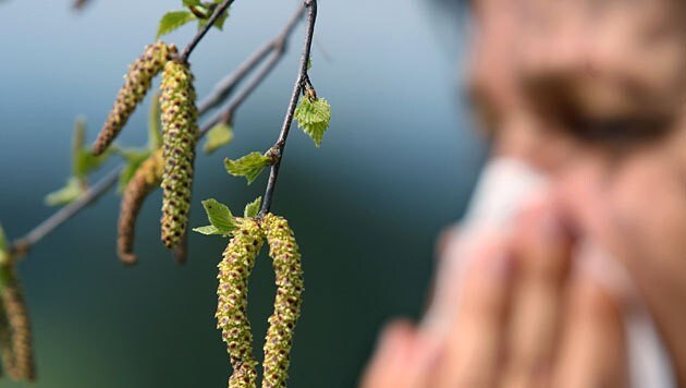 Pollen allergy sufferers suffer particularly in spring (Bild: APA/dpa/Karl-Josef Hildenbrand)
