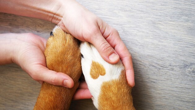Es ist die Liebe zwischen Mensch und Tier, die alle Zeiten überdauert. (Bild: stock.adobe.com (Symbolbild))