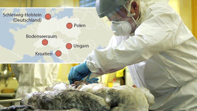 Ein Pathologe der AGES entnimmt Gewebsproben in einem Labor im niederösterreichischen Mödling. (Bild: APA/ROLAND SCHLAGER, APA)