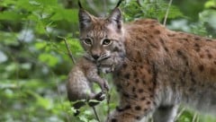 So ein Bild würde man im Nationalpark Kalkalpen gerne wieder einmal sehen (Bild: APA/NORBERT POTENSKY)