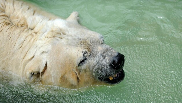 Eisbär "Arturo" starb im Alter von 31 Jahren. (Bild: APA/AFP/ANDRES LARROVERE)